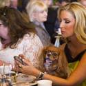 Animals In Wonderland & High Tea