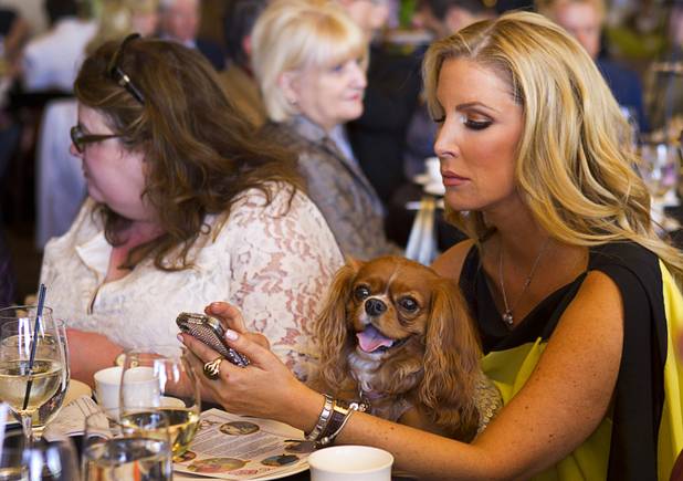 Star Nigella Jacobs, a three-year-old Cavalier King Charles Spaniel, sits on the lap of Alicia Jacobs during "Animals In Wonderland Champagne & High Tea," an annual fundraiser to support the Nevada SPCA (Society for the Prevention of Cruelty to Animals), at the Spanish Trail Country Club Wednesday, April 25, 2013. The Nevada SPCA, a nonprofit organization, operates a no-kill animal sanctuary in Las Vegas.