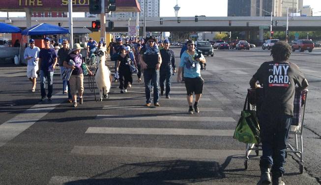Zappos has a parade with a Llama as their leader as they head to Cashman Field to catch the 51s game, Thursday, April 25, 2013.