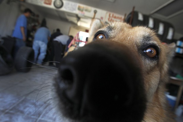 Since the team doesn't have a tire changing machine, they head to Rivera's Tires in Rosamund, Calif. to get some fresh new rubber on the rims Sunday, April 28, 2013. Kimbo, a German Shepherd, takes close-up look at the camera.