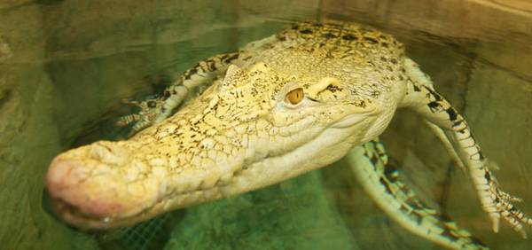 A golden crocodile at Shark Reef Aquarium at Mandalay Bay. The
