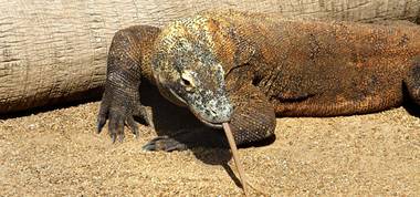 Komodo dragons are the world’s largest and heaviest lizards, weighing up to 300 pounds and growing up to 10 feet in length.