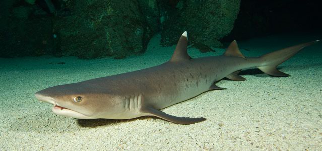 Shark Week is here! Go feed some predators at Mandalay Bay's