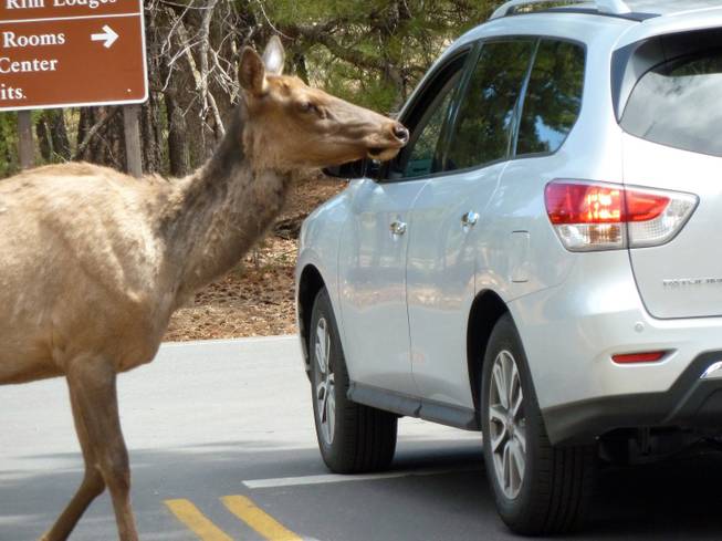 An elk crosses a road in Grand Canyon National Park. An "elk jam" occurs when motorists get out of their cars to take pictures and watch the animals. As tourist season swells, the interactions sometimes leading to run-ins between the animals and humans. 