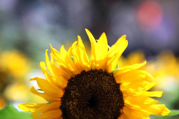 A sunflower in the Bellagio Conservatory & Botanical Gardens summer garden exhibit on Tuesday, June 4, 2013.