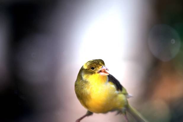 A bird in the aviary at the Bellagio Conservatory & Botanical Gardens summer garden exhibit on Tuesday, June 4, 2013.