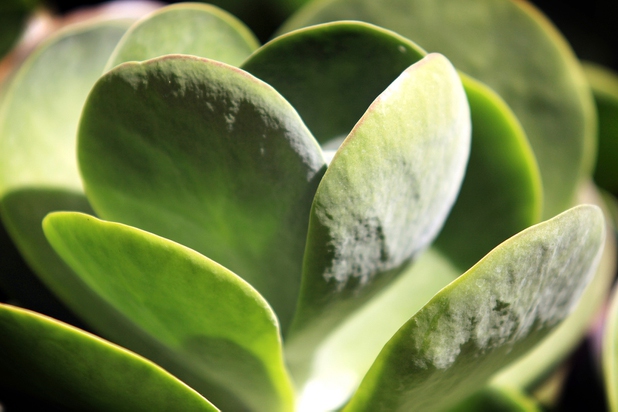 Kalanchoe luciae, a succulent plant also known as flapjacks, is on display in the Bellagio Conservatory & Botanical Gardens summer garden exhibit on Tuesday, June 4, 2013.