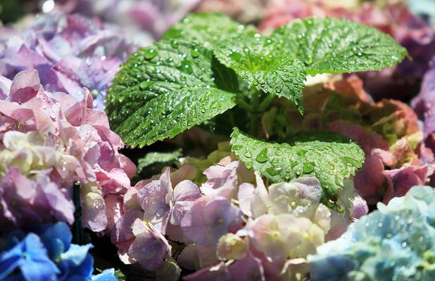 Hydrangeas still wet from watering on display at the Bellagio Conservatory & Botanical Gardens summer garden exhibit on Tuesday, June 4, 2013.