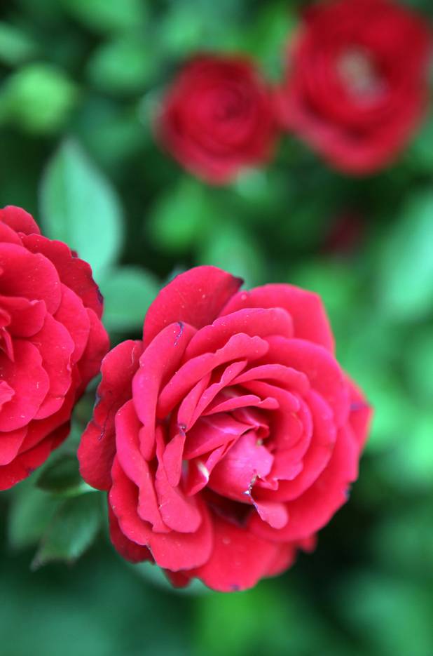 Mini roses on display at the Bellagio Conservatory & Botanical Gardens summer garden exhibit on Tuesday, June 4, 2013.