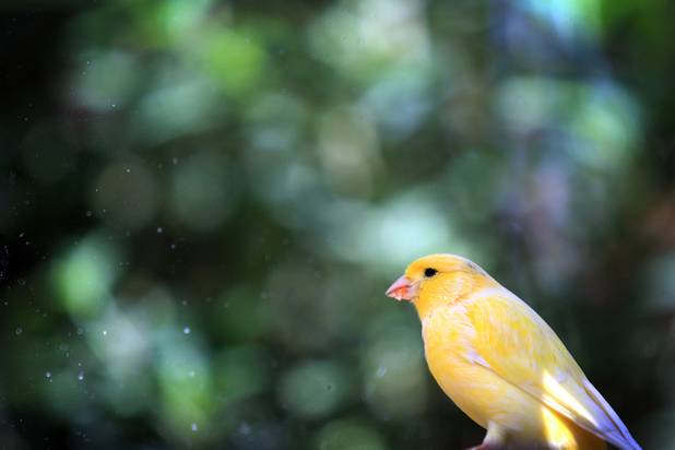 A bird in the aviary at the Bellagio Conservatory & Botanical Gardens summer garden exhibit on Tuesday, June 4, 2013.