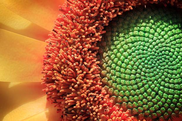 A giant flower made from synthetic materials on display at the Bellagio Conservatory & Botanical Gardens summer garden exhibit on Tuesday, June 4, 2013.