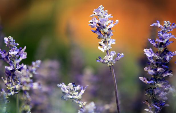 Blue salvia on display at the Bellagio Conservatory & Botanical Gardens summer garden exhibit on Tuesday, June 4, 2013.