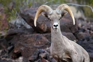 A bighorn sheep is seen along the Railroad Trail at Lake Mead Thursday, June 6, 2013.
