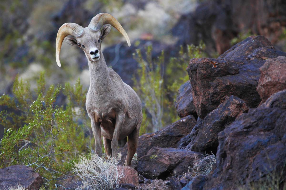 Metro Y equipo Optimista Wild Vegas: Hundreds of animal species call Southern Nevada home - Las Vegas  Sun Newspaper