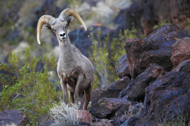 Wild Vegas: Hundreds of animal species call Southern Nevada home - Las  Vegas Sun Newspaper