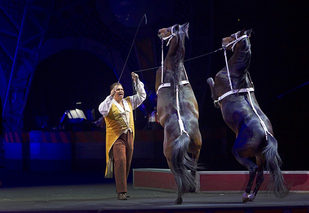 Horses walk on two legs for lead horse trainer Robert Stipka during the opening night of the Ringling Bros. and Barnum & Bailey Circus at the Thomas & Mack Center Thursday, June 13, 2013. The "Built to Amaze!" tour runs through Sunday, June 16.