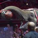 Ringling Bros. and Barnum & Bailey Circus Opens in Las Vegas
