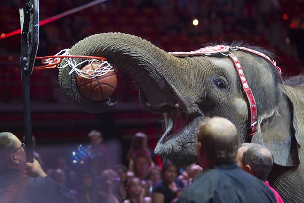An elephant dunks a basketball during a pre-show on  the opening night of the Ringling Bros. and Barnum & Bailey Circus at the Thomas & Mack Center Thursday, June 13, 2013. The "Built to Amaze!" tour runs through Sunday, June 16.