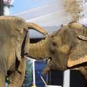 Ringling Bros. and Barnum & Bailey Circus Opens in Las Vegas