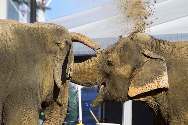 Elephants cover themselves with dirt to keep cool before the opening night of the Ringling Bros. and Barnum & Bailey Circus at the Thomas & Mack Center Thursday, June 13, 2013. The "Built to Amaze!" tour runs through Sunday, June 16.