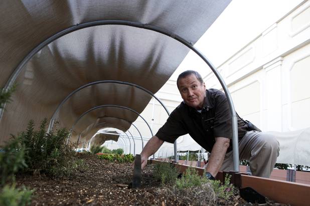Gardener Michael Fearon tends to the rooftop herb garden at the Bellagio on Monday, June 17, 2013.