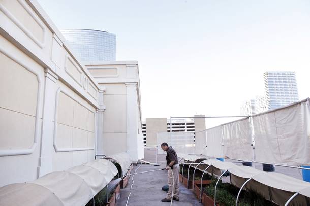 Gardener Michael Fearon tends to the rooftop herb garden at the Bellagio on Monday, June 17, 2013.