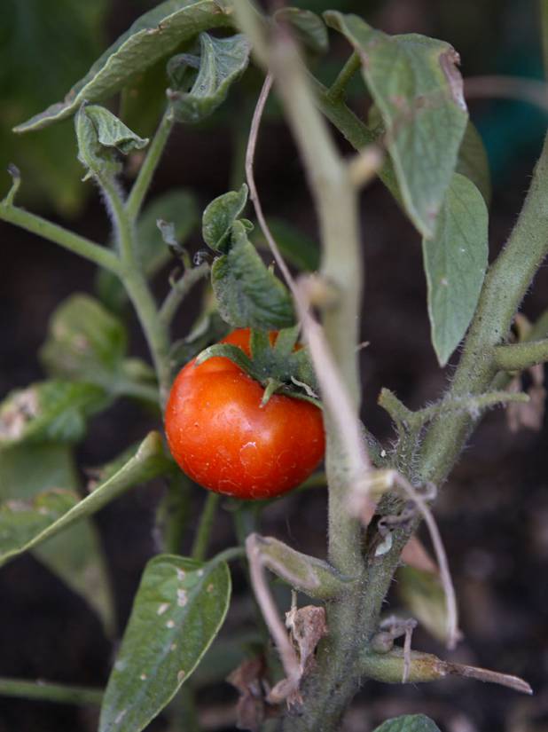 Tomatoes grow in the rooftop herb garden Monday, June 17, 2013, at Bellagio.