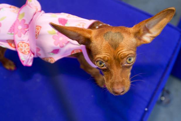 "Mollie," an 8-month-old Chihuahua-Dachshund mix, wears a swimming suit during "Yappy Hour" at  Rumor Thursday, June 20, 2013. Many dogs came dressed in swimwear for a swimsuit competition. The boutique hotel opens its courtyard to dog lovers on the third Thursday of every month.