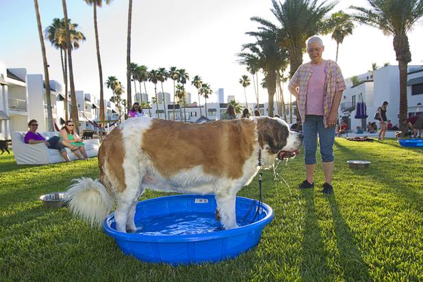 "Maggie," a 4-year-old St. Bernard owned by Anne Baker, stays cool in a kiddie pool during "Yappy Hour" at  Rumor Thursday, June 20, 2013. The boutique hotel opens its courtyard to dog lovers on the third Thursday of every month.