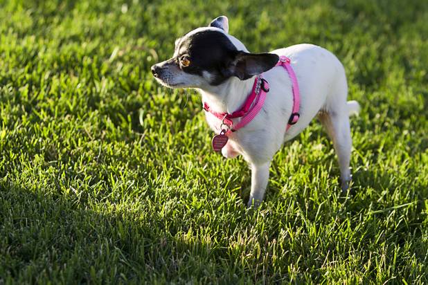 "Lucy," a 4-year-old Chihuahua, points during "Yappy Hour" at  Rumor Thursday, June 20, 2013. The boutique hotel opens its courtyard to dog lovers on the third Thursday of every month.