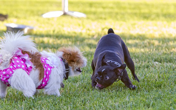 Dogs play during "Yappy Hour" at  Rumor Thursday, June 20, 2013. The boutique hotel opens its courtyard to dog lovers on the third Thursday of every month.