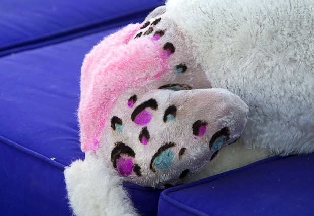 The hindquarters of "Bonzai," a two-year-old standard poodle, are shown during "Yappy Hour" at  Rumor Thursday, June 20, 2013. The boutique hotel opens its courtyard to dog lovers on the third Thursday of every month.