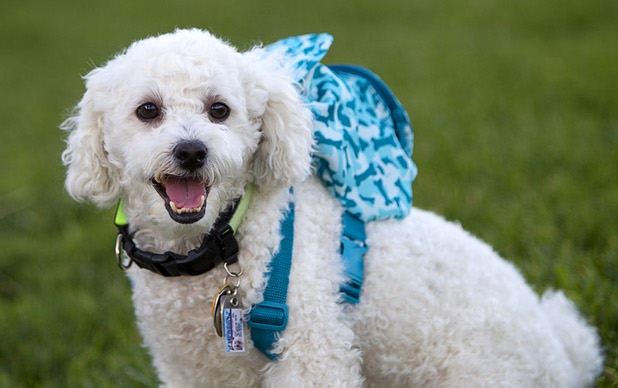 "Slider," a two-year-old Bichon Frise carries supplies on his back during "Yappy Hour" at  Rumor Thursday, June 20, 2013. "He carries his own stuff," says owner Lisa Ramos. His stuff consists mainly of treats and poop bags, she said. The boutique hotel opens its courtyard to dog lovers on the third Thursday of every month.