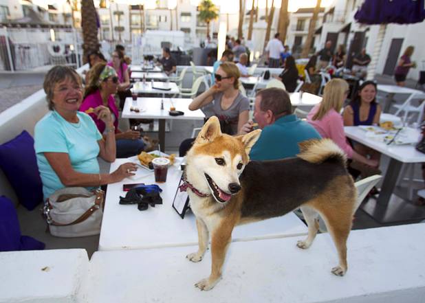 "Bella," a 5 -year-old Shiba Inu, keeps an eye on diners during "Yappy Hour" at  Rumor Thursday, June 20, 2013. The boutique hotel opens its courtyard to dog lovers on the third Thursday of every month.