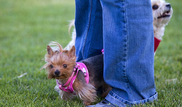 "Trixie," a 2-year-old Yorkie in a two piece bathing suit, adopts a safe stance between the legs of owner Tuby Tuakoi during "Yappy Hour" at  Rumor Thursday, June 20, 2013. The boutique hotel opens its courtyard to dog lovers on the third Thursday of every month.