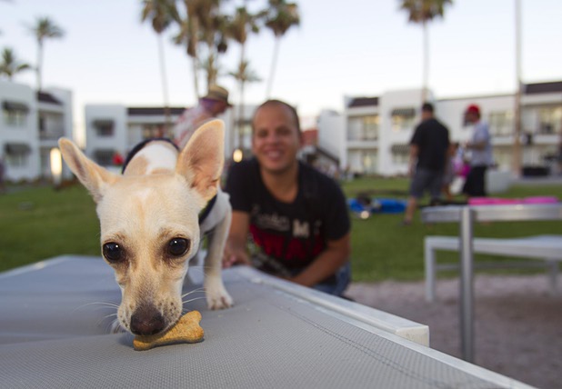 "Lola," a 6-moth-old Chihuahua picks up a doggie treat during "Yappy Hour" at  Rumor Thursday, June 20, 2013. The boutique hotel opens its courtyard to dog lovers on the third Thursday of every month.