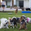 Yappy Hour At Rumors