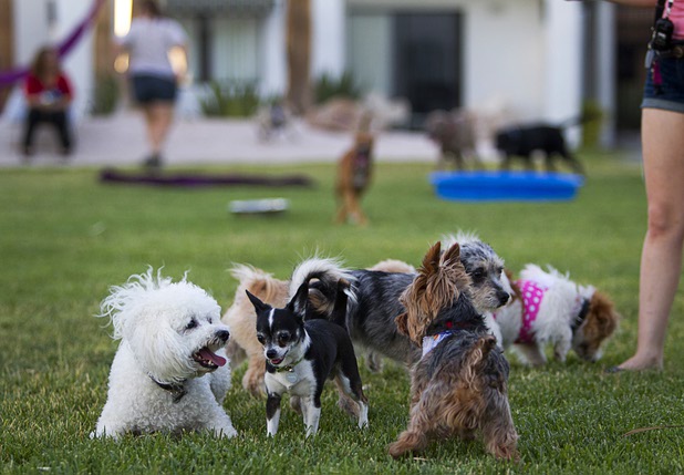 Dogs socialize during "Yappy Hour" at  Rumor Thursday, June 20, 2013. The boutique hotel opens its courtyard to dog lovers on the third Thursday of every month.