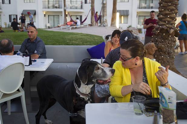 "Victoria," a 9-year-old Great Dane, waits for a snack from owner Rebekah Martinka during "Yappy Hour" at  Rumor Thursday, June 20, 2013. The boutique hotel opens its courtyard to dog lovers on the third Thursday of every month.