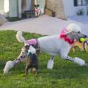 Yappy Hour At Rumors