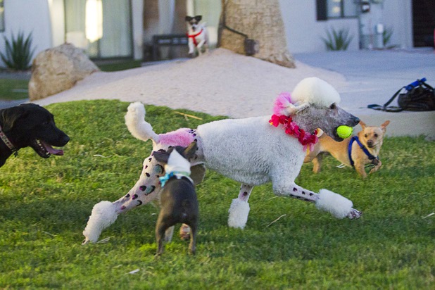 "Bonzai," a two-year-old standard poodle, retrieves a ball during "Yappy Hour" at  Rumor Thursday, June 20, 2013. The boutique hotel opens its courtyard to dog lovers on the third Thursday of every month.