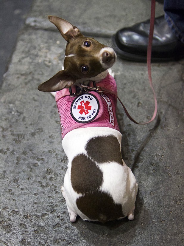 Service Dog "Little Miss. Die-Rection," a 3-year-old Rat Terrier, waits in the valet area after "Yappy Hour" at  Rumor Thursday, June 20, 2013. The boutique hotel opens its courtyard to dog lovers on the third Thursday of every month.