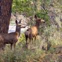 Mount Charleston Wildfire Tour