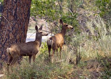 Two deer nervously eyed a line of vehicles traveling down Mount Charleston and skittered away. They had been standing at the entrance to Rainbow subdivision, the cluster of cabins and A-frame homes on a winding road that had been threatened by wildfire just a day earlier. 
