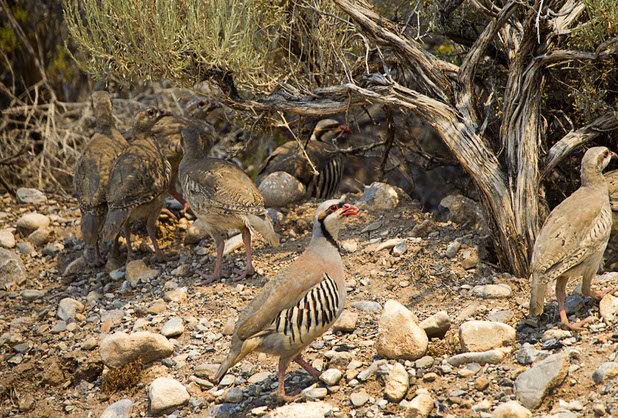 Chukar Partridge are shown by the side of Kyle Canyon Road on the way up to Mount Charleston Tuesday, July 9, 2013.