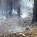 Mount Charleston Wildfire Tour