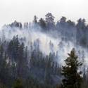 Mount Charleston Wildfire Tour