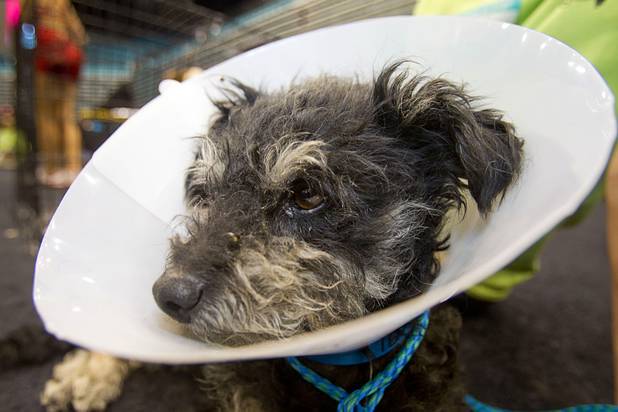 "Goober," a terrier mix, waits to be adopted during the annual Charlies Angels Pet Adoption Fair at the MGM Grand Garden Arena Thursday, July 11, 2013. Scott Sibella, president/COO of MGM Grand, and his wife Kim picked up the adoption fees for any MGM employee that wanted to adopt a dog or cat.