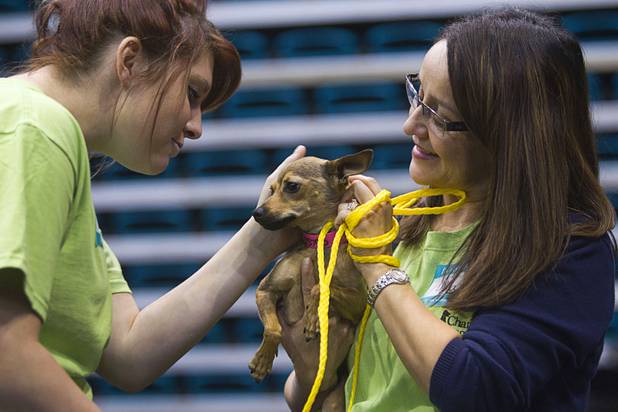 Volunteers Molly Quirk, left and Olga Downey look over "Catalina" during the annual Charlies Angels Pet Adoption Fair at the MGM Grand Garden Arena Thursday, July 11, 2013. Scott Sibella, president/COO of MGM Grand, and his wife Kim picked up the adoption fees for any MGM employee that wanted to adopt a dog or cat.