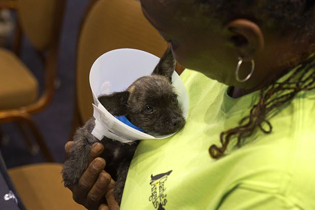 MGM Grand slot technician Adriennee Thomas holds "Mason," a 2-month-old Chihuahua mix, during the annual Charlies Angels Pet Adoption Fair at the MGM Grand Garden Arena Thursday, July 11, 2013. Thomas adopted the dog. Scott Sibella, president/COO of MGM Grand, and his wife Kim picked up the adoption fees for any MGM employee that wanted to adopt a dog or cat.